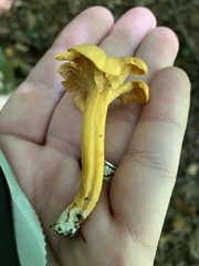 Craterellus