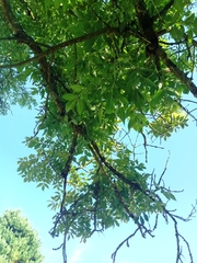 Fraxinus excelsior
