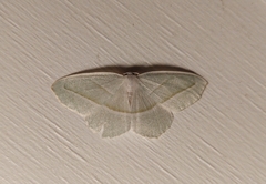 Campaea perlata