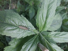 Agapanthia villosoviridescens