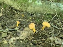 Craterellus