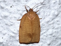 Cacoecimorpha pronubana