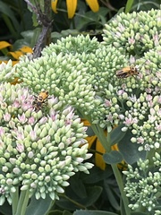 Chauliognathus pensylvanicus