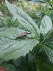 Agapanthia villosoviridescens