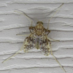 Psectrotanypus dyari