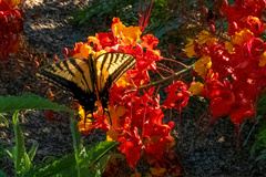 Papilio multicaudata