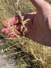 Poa pratensis