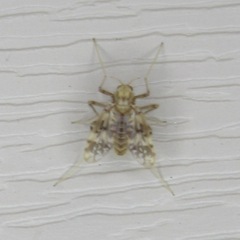 Psectrotanypus dyari