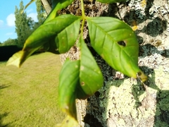 Fraxinus excelsior