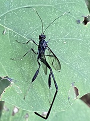 Pelecinus polyturator