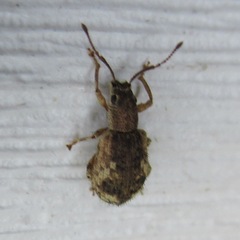 Pseudoedophrys hilleri