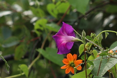 Ipomoea orizabensis orizabensis