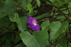 Ipomoea orizabensis orizabensis