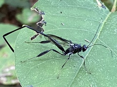 Pelecinus polyturator