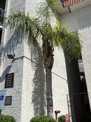 Syagrus romanzoffiana