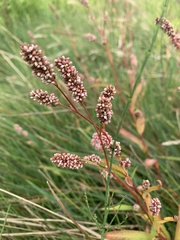 Persicaria