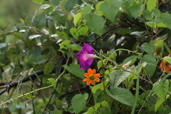 Ipomoea orizabensis orizabensis