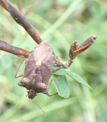 Pentatoma rufipes