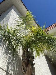 Syagrus romanzoffiana