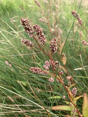 Persicaria