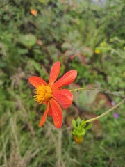Dahlia coccinea