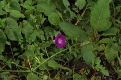 Ipomoea orizabensis orizabensis