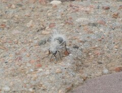 Dasymutilla pseudopappus