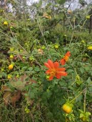 Dahlia coccinea