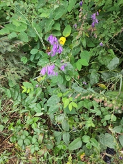 Campanula rapunculoides