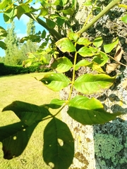 Fraxinus excelsior