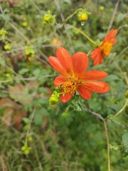 Dahlia coccinea