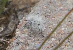 Dasymutilla pseudopappus