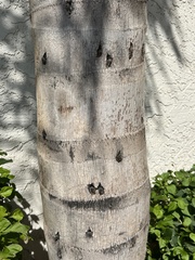 Syagrus romanzoffiana