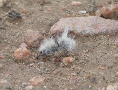 Dasymutilla pseudopappus