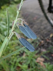 Crotalaria