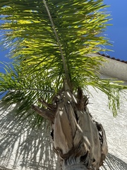 Syagrus romanzoffiana