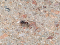 Pogonomyrmex rugosus