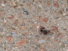 Pogonomyrmex rugosus