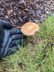 Fungi