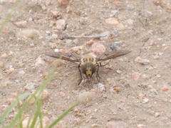 Exoprosopa agassizii