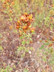 Hypericum perforatum