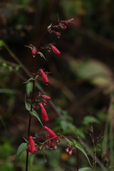 Penstemon roseus