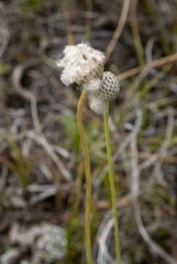 Anemone parviflora