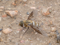 Exoprosopa agassizii