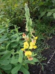 Crotalaria