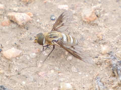 Exoprosopa agassizii