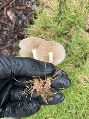 Fungi