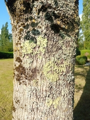 Fraxinus excelsior