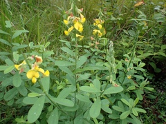 Crotalaria