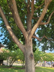 Celtis occidentalis